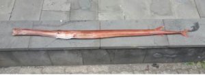제주에서 잡힌 152cm 홍대치 (제주도 민속자연사박물관)
