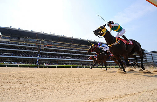 6월5일 렛츠런파크 서울에서 벌어진 경마 한일전 1차전에서 김용근 기수가 탄 한국대표 ‘페르디도포머로이’(미, 수, 3세, R91)가 가장 먼저 결승선을 통과하고 있다. 사진제공 l 한국마사회