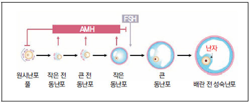 AMH는 난포 성장 시 분비된다. 로슈진단 제공