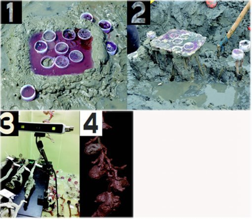 서식굴의 본을 뜨는 과정. 경화제를 섞은 액상수지를 서식굴 입구에 부은 뒤(1), 단단하게 굳은 플라스틱을 꺼낸다(2). 이를 3D 스캐너로 컴퓨터로 옮기면 된다(3). 띃는 이렇게 본을 뜬 흰이빨참갯지렁이의 굴이다. ⓒ구본주