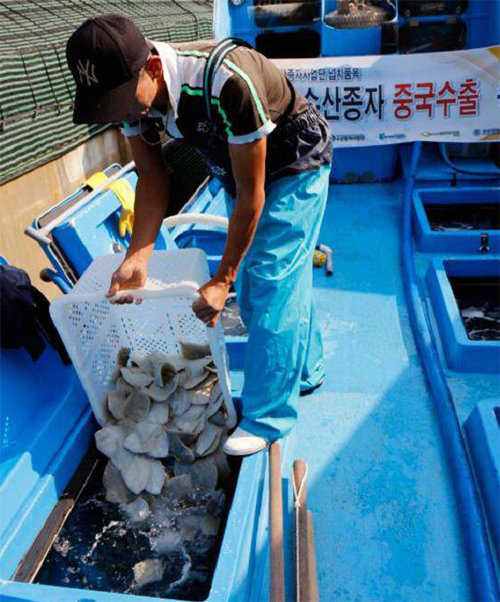 개량 넙치 ‘터봇’ 종자, 中에 첫 수출