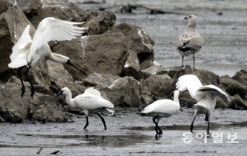 국제적 희귀조류인 저어새의 대표적 번식지인 인천 남동구 고잔동의 남동제1유수지. 인천시는 환경부 협의를 거쳐 야생생물보호구역으로 지정하기로 했다. 동아일보DB