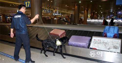 인천본부세관의 박종수 계장이 16일 인천국제공항 입국장에서 파트너인 마약탐지견 ‘패기’와 함께 중국 창춘에서 들어온 수하물을 검사하고 있다. 마약을 탐지할 때는 보통 관세청 직원 2명과 탐지견 1마리가 팀을 이룬다. 마약 탐지견과 직원 1명이 현장을 조사할 때 나머지 직원 1명은 당황하거나 수상쩍은 기색을 보이는 여행객이 없는지 주변을 살핀다. 인천=장승윤 기자 tomato99@donga.com