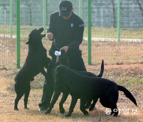 16일 인천 중구 영종도 관세국경관리연수원 탐지견 훈련센터에서 관세청 직원이 훈련용 수건(더미)을 들고 마약탐지견 후보 3마리와 ‘놀이 훈련’을 하고 있다. 현재 자견훈련 중인 이 개들은 우수한 마약탐지견의 유전자를 그대로 물려받은 복제견이다. 인천=장승윤 기자 tomato99@donga.com