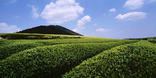삼다연은 제주 청정지역에 위치한 오설록 차 밭에서 유기농으로 재배한 차잎으로 만들어진다. 오설록 제공