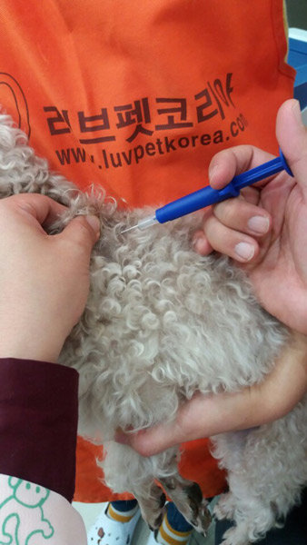 지정 동물병원에서는 내장형 인식표 삽입 시술을 받을 수 있다. 사진제공｜러브펫코리아