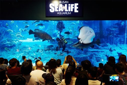 SEA LIFE 부산아쿠아리움(출처=IT동아)