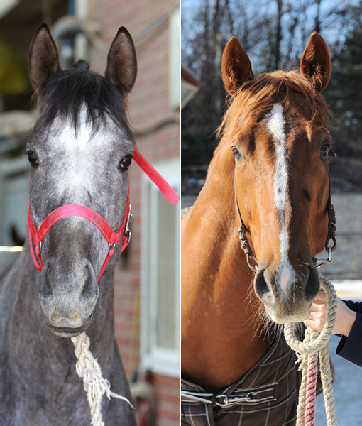 원더볼트-미래영웅(오른쪽)