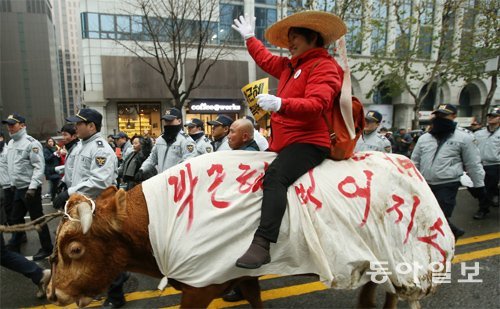 “이게 農心” 26일 서울 종로구 세종대로사거리 인근에서 한 농민이 ‘박근혜 없어지소’라고 쓴 천으로 감싼 소 위에 올라탄 채 시위하고 있다. 반대편엔 ‘근혜씨 집에가소’란 글귀가 쓰여 있다. 양회성 기자 yohan@donga.com