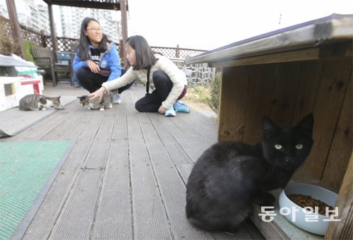 22일 서울 강동구청 옥상에 있는 고양이 쉼터에 길고양이가 앉아 있다. 길고양이를 보살피거나 먹이를 주려는 주민과 학생들이 이곳을 찾으면서 동네 사랑방 역할까지 하고 있다. 원대연 기자 yeon72@donga.com