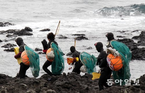 기계 장비 없이 수중에서 해산물을 채취하는 초인적인 잠수 능력과 독특한 언어, 노동요, 공동체 생활 등을 갖추고 있는 제주 해녀 문화를 유네스코(UNESCO) 인류무형문화유산에 등재하는 방안이 조만간 실현된다. 동아일보DB