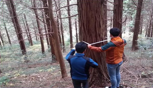 전남 고흥군 봉래면 외나로도 바닷가에 자리한 봉래산은 다도해 절경 이외에 국내에서 가장 오래된 편백나무 숲이 있다. 국가산림문화자산으로 지정된 이 편백나무들은 수령 90년 정도로 밑동 둘레가 3m에 이른다. 고흥군 제공