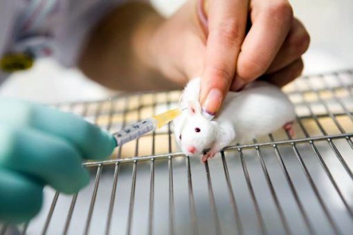 매년 수백만 마리의 동물들이 화학약품 등의 안정성 평가를 위해 죽음을 맞이한다. 헛된 죽음을 막기 위해 과학자들은 대체 실험법을 개발 중이다. 동물자유연대 제공