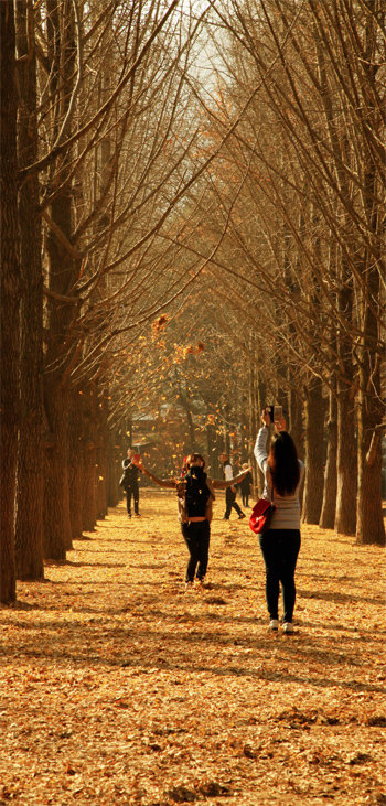 송파은행나무길의 낙엽 중 절반은 서울 송파구청에서 모아다 깐 것이다.