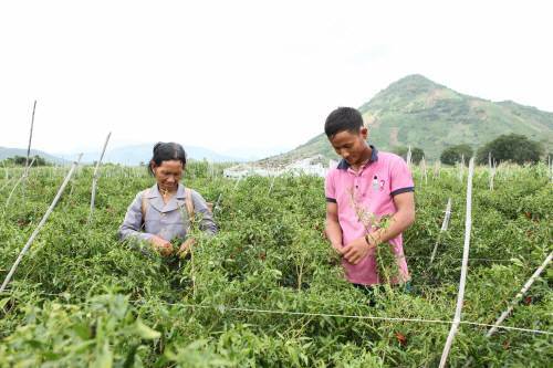 베트남 닌투언 성 지역의 농민들이 CJ와 한국국제협력단(KOICA)의 도움을 받아 재배 중인 한국산 고추의 작황을 확인하고 있다. 미국의 경제지 ‘포천’은 이 사업을 진행한 CJ를 ‘2016 세상을 바꿀 주목할만한 혁신기업 7’의 하나로 선정했다. CJ 제공