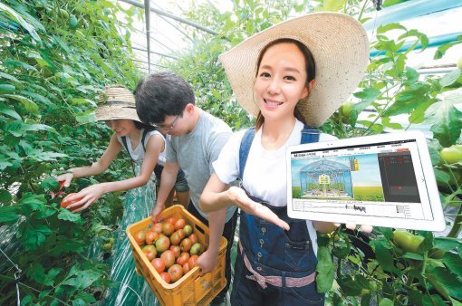 정보통신기술(ICT)을 이용해 PC나 스마트폰으로 온도, 습도, 일조량 등을 제어하는 강원 춘천시의 토마토 ‘스마트 팜’. 이제 농촌의 모든 현장은 첨단 기술의 혜택으로 혁명적으로 변신하고 있다.