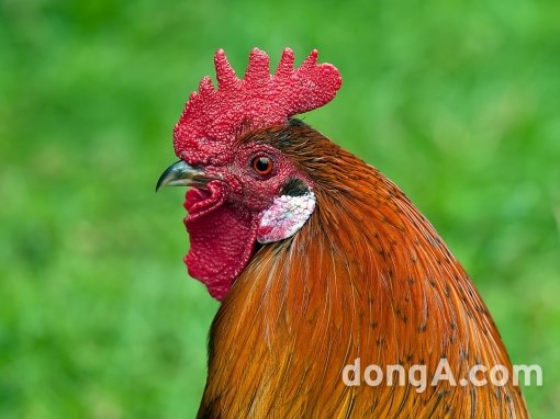 2017년 정유년은 붉은 닭의 해이다. 새벽을 알리는 우렁찬 울음소리를 지닌 닭은 예부터 새로운 시대를 여는 상서로운 동물로 여겨졌다.  붉은 닭의 해를 맞아‘CHICKEN’이라는 키워드 2017년 시장 트렌드를 예측해봤다.