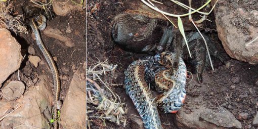 사진=
Herpetology Notes 홈페이지/Gabriela Franzoi Dri