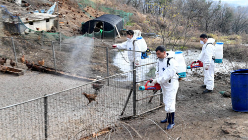 오규석 부산 기장군수(가운데)가 고병원성 조류인플루엔자(AI)의 확산을 막기 위해 최근 기장군 철마면 한 농가를 방문해 직접 방역 활동을 하고 있다. 농림축산식품부는 지난해 말 AI 방역과 관련해 기장군의 방역 조치 우수사례를 참고하라고 각 시도에 공문을 보냈다. 기장군 제공
