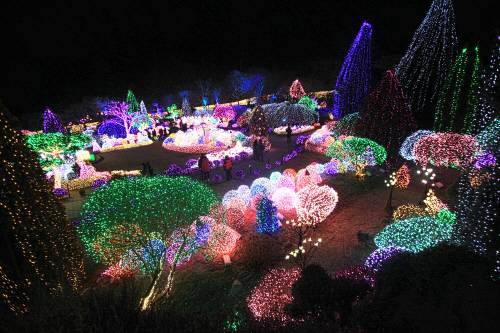 ‘오색별빛 정원전’이 열리고 있는 아침고요수목원의 하경정원. 한겨울에 한밤이면 늘 이렇게 어느 다른 별의 정원인 듯 사랑스러운 별빛의 LED 조명으로 장식된다.