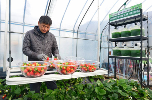 충북 제천시 청전동에서 딸기 농사를 짓는 김현주 씨는 클로렐라를 이용한 결과 수확량이 10%가량 늘어나고 흰가룻병 예방 효과도 뛰어나 농약 사용량을 30%가량 줄였다. 충북도 농업기술원 제공
