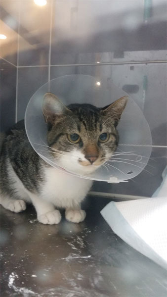 들쑥날쑥 동물병원비에 울고 웃는 반려인들이 늘고 있다. 엉덩이 상처로 병원 치료를 받은 길고양이. 사진제공｜동물자유연대