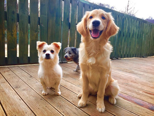 수목원애견스쿨에서 교육 받고 있는 강아지들. 사진제공｜수목원애견스쿨
