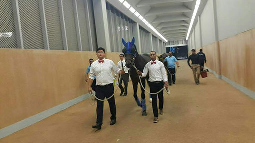 두바이 월드컵에 출전중인 ‘파워블레이드’가 현지에서 관리요원들과 함께 경마장으로 이동하고 있다. 사진제공 l 한국마사회