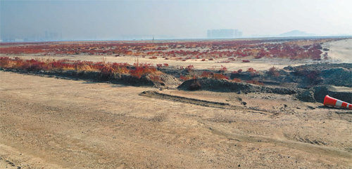 인천 송도국제도시 11-1공구에 위치한 인하대 송도캠퍼스 용지. 인하대가 재정난을 이유로 용지를 일부만 매입하려다 이곳에 인하공업전문대 이전을 추진해 반발을 사고 있다. 김영국 채널A 스마트리포터 press82@donga.com