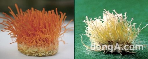동충하초 중 밀리타리스 동충하초(사진 왼쪽)와 눈꽃동충하초는 식품의약품안전처 식품공전에 등록된 식품원료로서 건강(기능)식품에 사용되고 있다. 사진 제공=한국소비자원