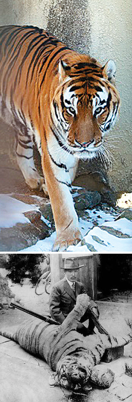 25일 경북 봉화군 국립백두대간수목원으로 이송된 백두산호랑이 ‘두만’(위 사진). 한국 호랑이로 불리는 백두산호랑이는 1921년 경북 경주 대덕산에서 마지막으로 잡힌 뒤 한반도 남쪽에서 자취를 감췄다. 산림청 제공