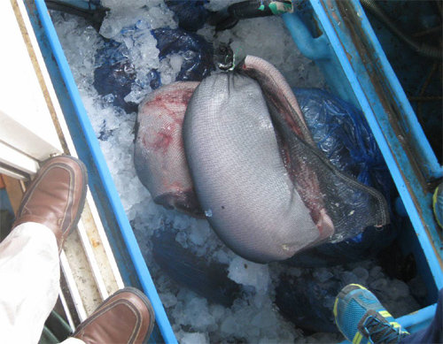 불법 고래사냥꾼들이 밍크고래를 작살로 잡은 뒤 배 위에서 껍질과 20cm 두께 살만 떼어내 양파망에 담은 모습. 해경 제공