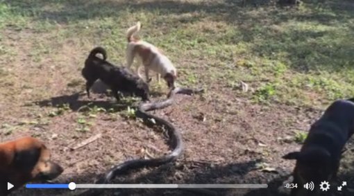 사진=페이스북 영상 캡처