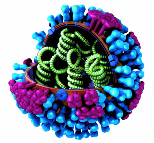 A형 독감 바이러스의 겉 표면에는 두 종류의 돌기가 나 있다. 이 중 HA는 바이러스가 동물 세포에 딱 달라붙게 하는 ‘풀’의 역할을 하고, NA는 바이
러스가 동물 세포에서 충분히 살고 난 뒤 떨어져 나올 때 ‘가위’ 역할을 한다. ⓒCDC