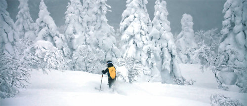 모리요시 산의 주효 숲에서 즐기는 백컨트리 스키잉.