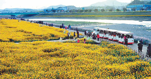 지난해 10월 장성군에서 열린 ‘가을 노란꽃잔치’에서 관광객들이 노란색 코스모스로 뒤덮인 황룡강변을 둘러보고 있다. 지난해 두 번째로 축제에는 72만 명이 몰려 대성공을 거뒀다. 장성군 제공
