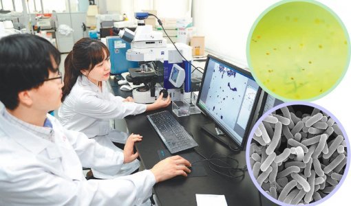 최근 프로바이오틱스로 대표되는 장내 미생물에 대한 관심이 커지면서 마이크로바이오 연구도 주목받고 있다.