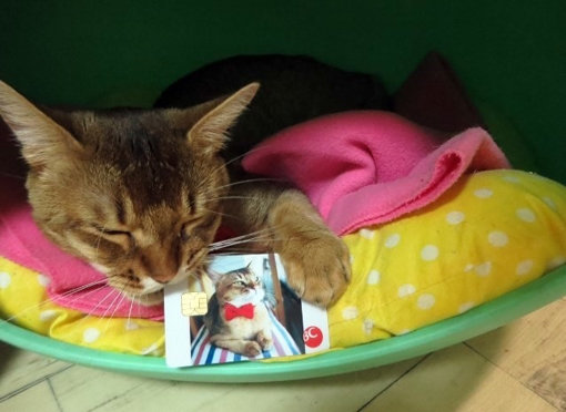 반려동물 사진을 카드에 넣을 수 있는 IBK ‘참 좋은 내사랑 펫카드’가 반려인들 사이에서 눈길을 끌고 있다. 사진출처｜‘Hello두두’ 네이버 블로그