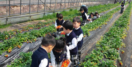 농림축산식품부는 ‘봄 향기 느끼기 좋은 농촌관광코스 10선’을 발표했다. 10선에 선정된 강원 속초시 하도문쌈채마을에 견학 온 어린이들이 딸기 수확 체험을 하고 있는 모습. 농림축산식품부 제공