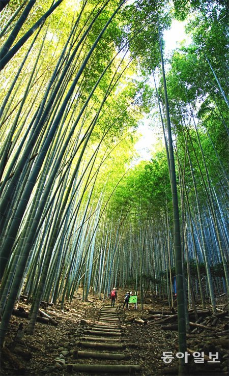 우리나라에서는 도저히 만나기 힘든 대나무 숲속의 풍광은 이렇듯 아름답고 청초했다. 미야마 기요미즈야마 코스(후쿠오카 현)의 초입으로 이 숲길은 고대국가 시절의 산성 흔적이 남아 있는 조야마의 전망대로 이어진다. 미야마 시(일본 후쿠오카 현)=조성하 기자 summer@donga.com