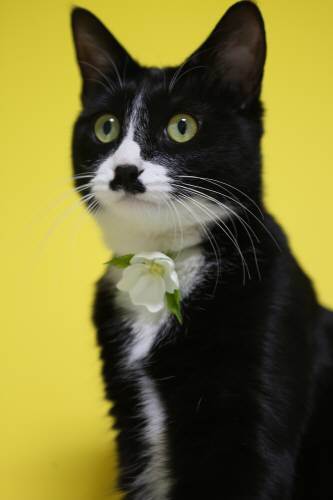 일본인 주부 히로미 씨는 어릴 적 고양이 미코와 만난 게 행운이라고 했다. 그는 “일반적으로 검은 고양이는 불길하다고 말하는데 나에게는 운수가 좋은 고양이었다”고 기억했다. #당시 사진이 없어 자료사진으로 소개합니다. 동아일보 자료사진