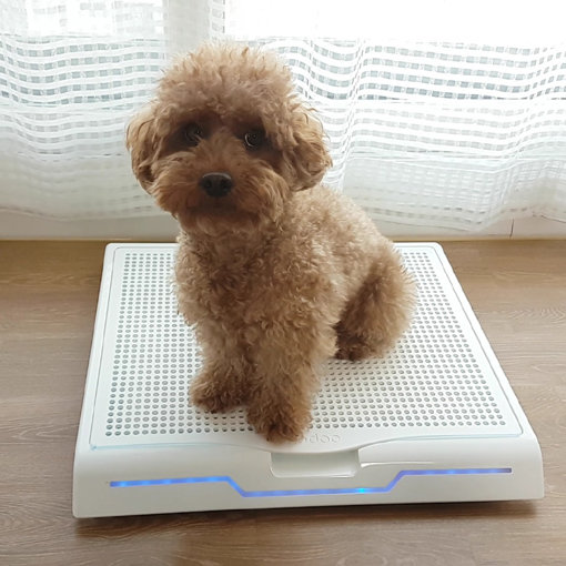 반려견 체중계 ‘호두 스케일’