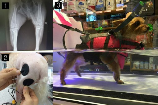러브펫코리아 동물병원에서 슬개골 탈구로 수술 받은 강아지 엑스레이(X-Ray) 사진(□1). 청담우리동물병원에서는 반려견 슬개골 탈구 재활치료로 전기자극치료(□2)와 수중재활치료(□3)를 실시하고 있다. 사진제공｜러브펫코리아·청담우리동물병원