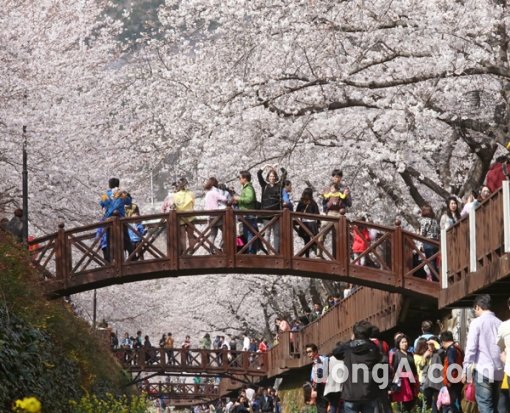 진해 군항제. 사진=동아일보 DB