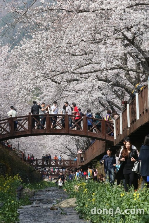 진해 군항제. 사진=동아일보 DB