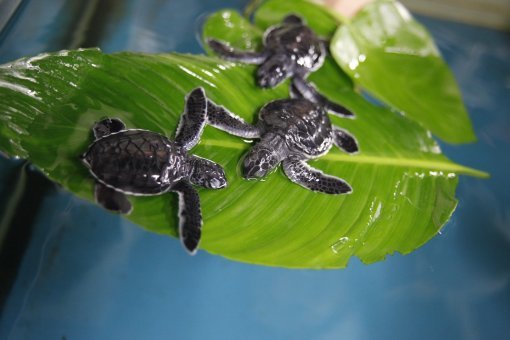 국내 최초로 인공번식에 성공한 푸른바다거북 새끼들은 2~3년 자란 뒤 방류될 계획이다.