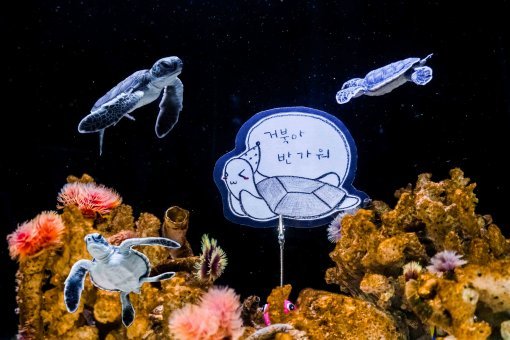 국내 최초로 인공번식에 성공한 푸른바다거북 새끼들은 2~3년 자란 뒤 방류될 계획이다.