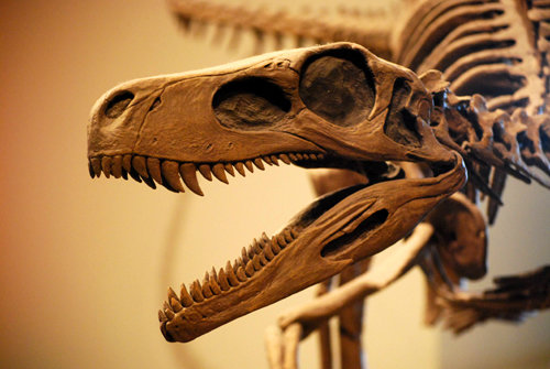 헤레라사우루스의 얼굴 뼈. 고르지 않고 삐뚤빼뚤하게 자란 치아는 헤레라사우루스가 초식과 육식을 아우르는 잡식성 동물이란 것을 방증한다. 위키미디어 제공