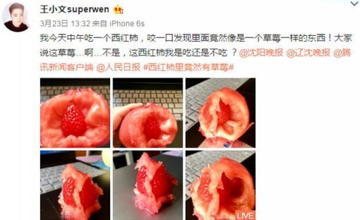 왕 샤오웬이 웨이보에 올린 토마토 사진