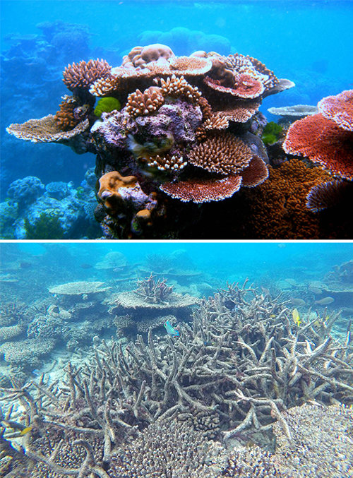 2016년 기록적인 엘니뇨를 겪기 전 그레이트배리어리프의 산호는 다양한 색을 가지고 있었다(첫번째 사진). 수온이 급격히 올라 산호 표면에 사는 플랑크톤이 떠나면서 산호가 하얗게 변했다(두번째 사진). 위키미디어·호주 ARC센터 제공